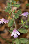 Florida calamint